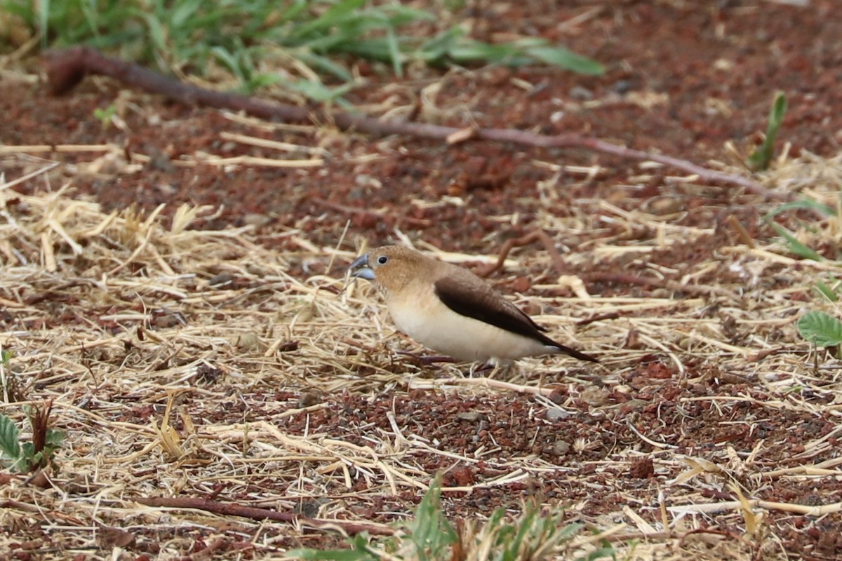 African Silverbill - ML623689356