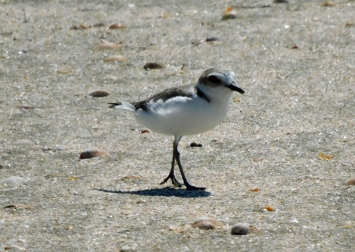 Snowy Plover - ML623689358