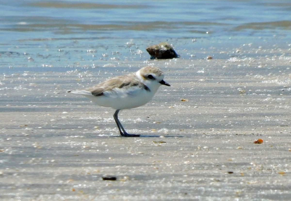 Snowy Plover - ML623689359