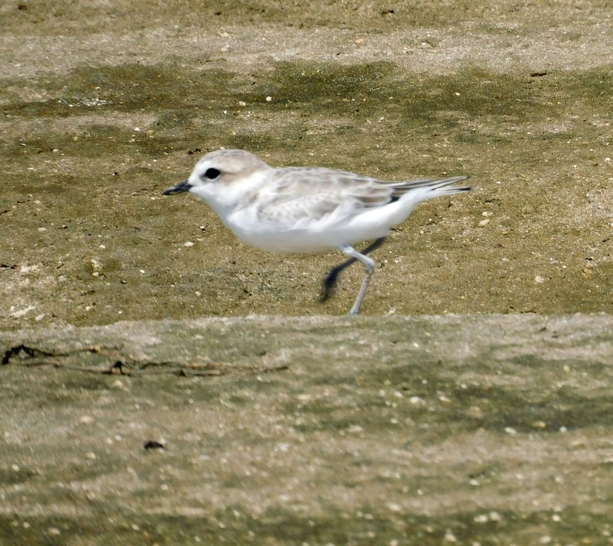 Snowy Plover - ML623689360