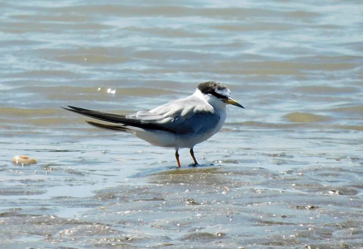 Least Tern - ML623689372