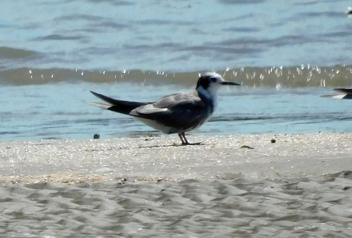 Black Tern - ML623689379