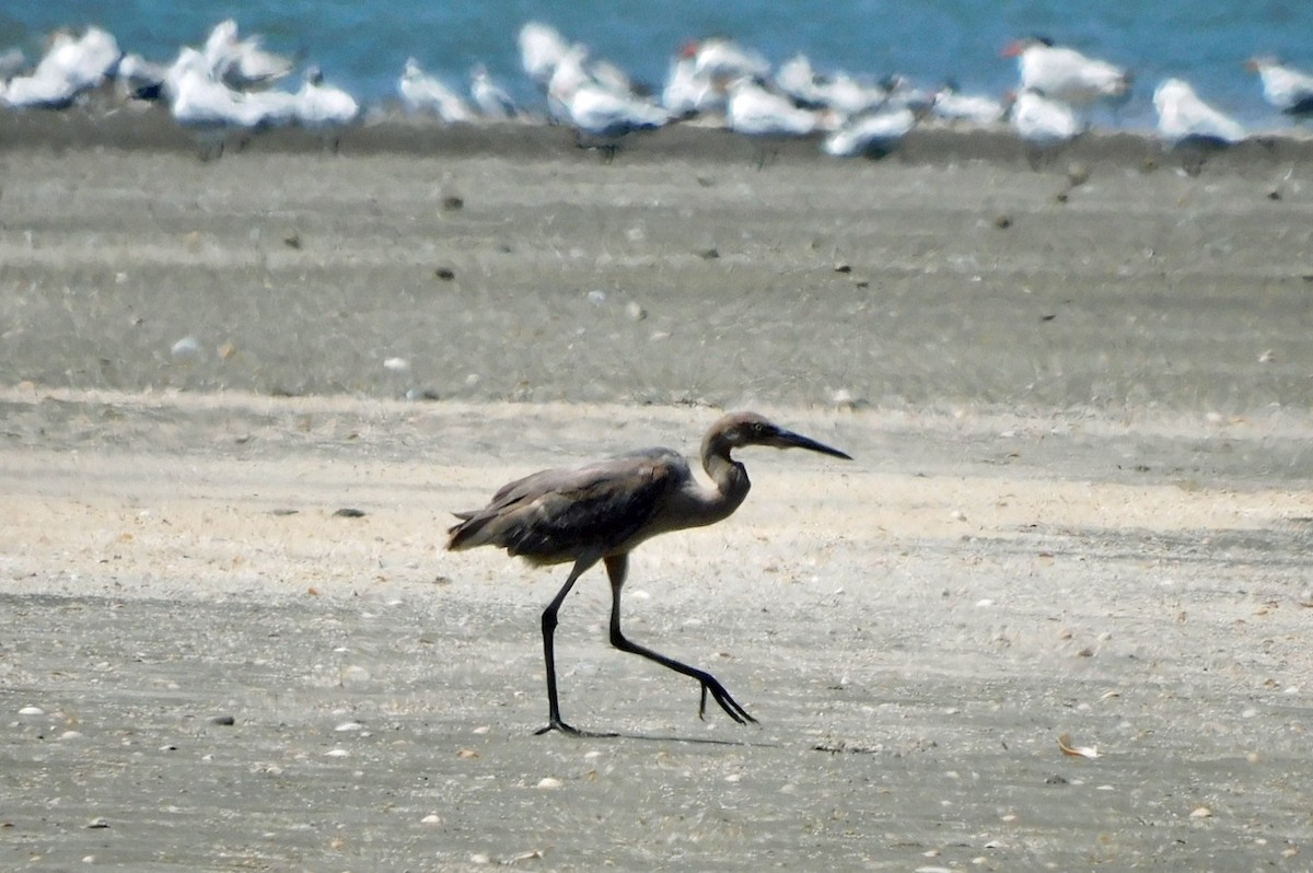 Reddish Egret - ML623689408