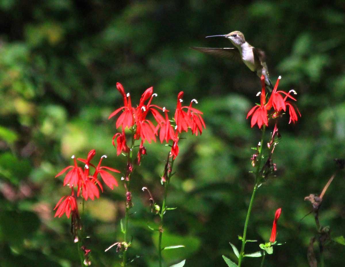 Ruby-throated Hummingbird - ML623689425