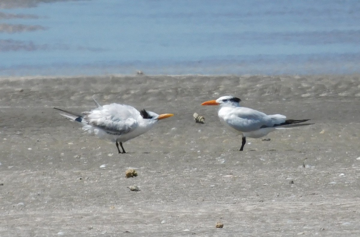 Royal Tern - ML623689438