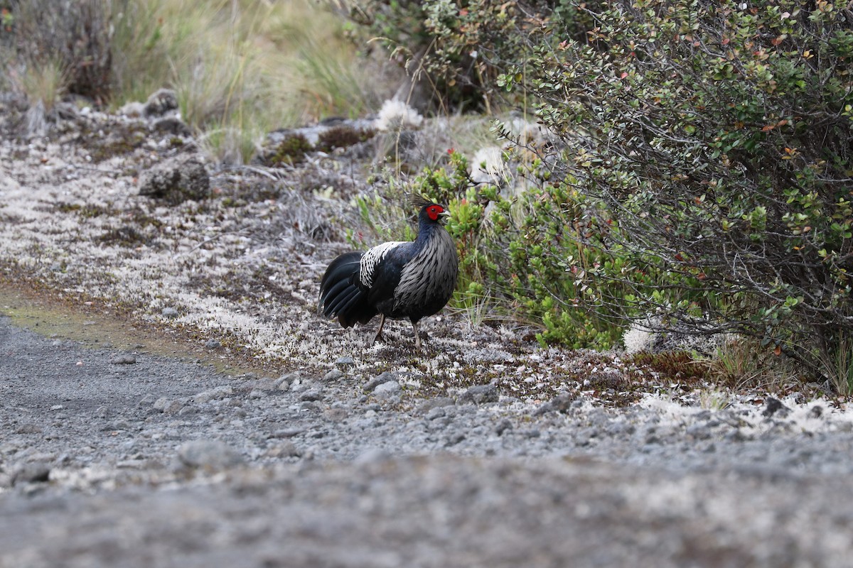 Kalij Pheasant - ML623689444