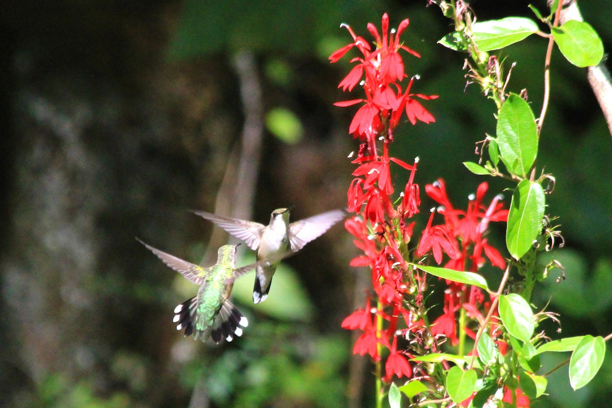 Ruby-throated Hummingbird - ML623689452