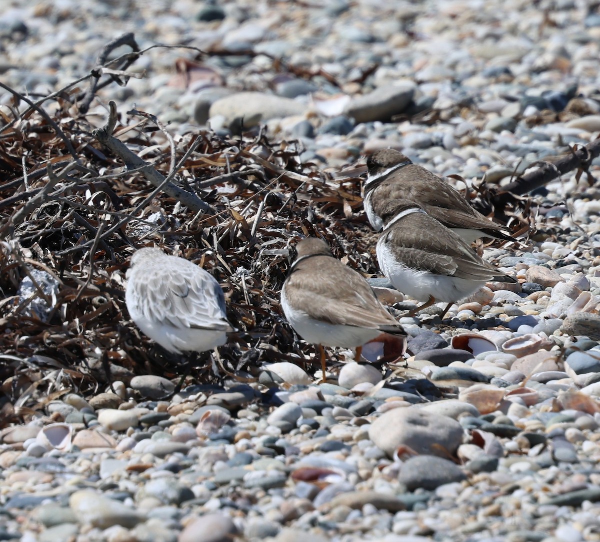 Piping Plover - ML623689573