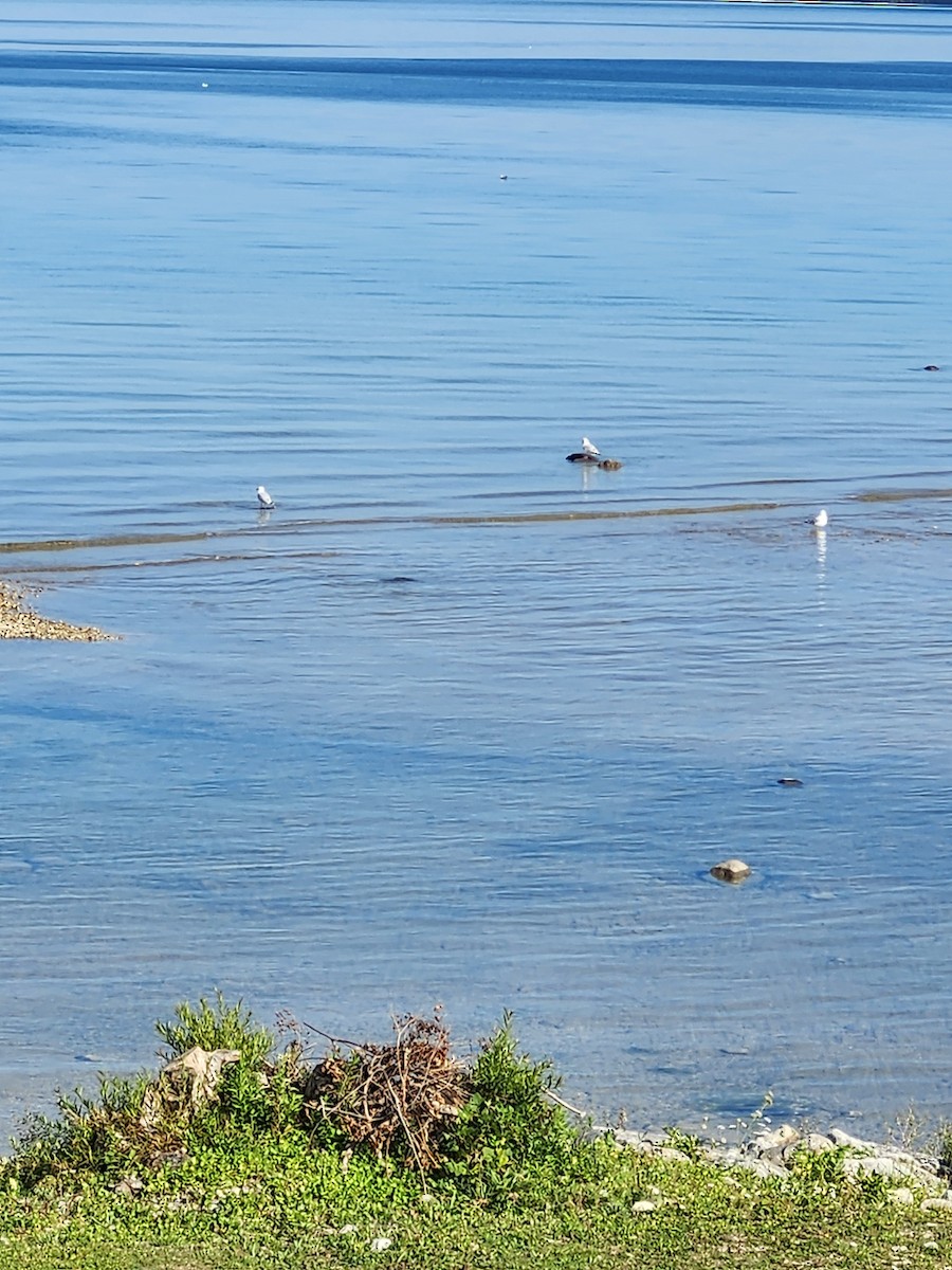 Ring-billed Gull - ML623689590