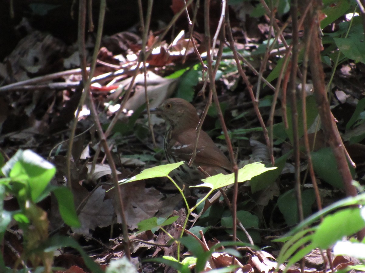 Brown Thrasher - ML62368961