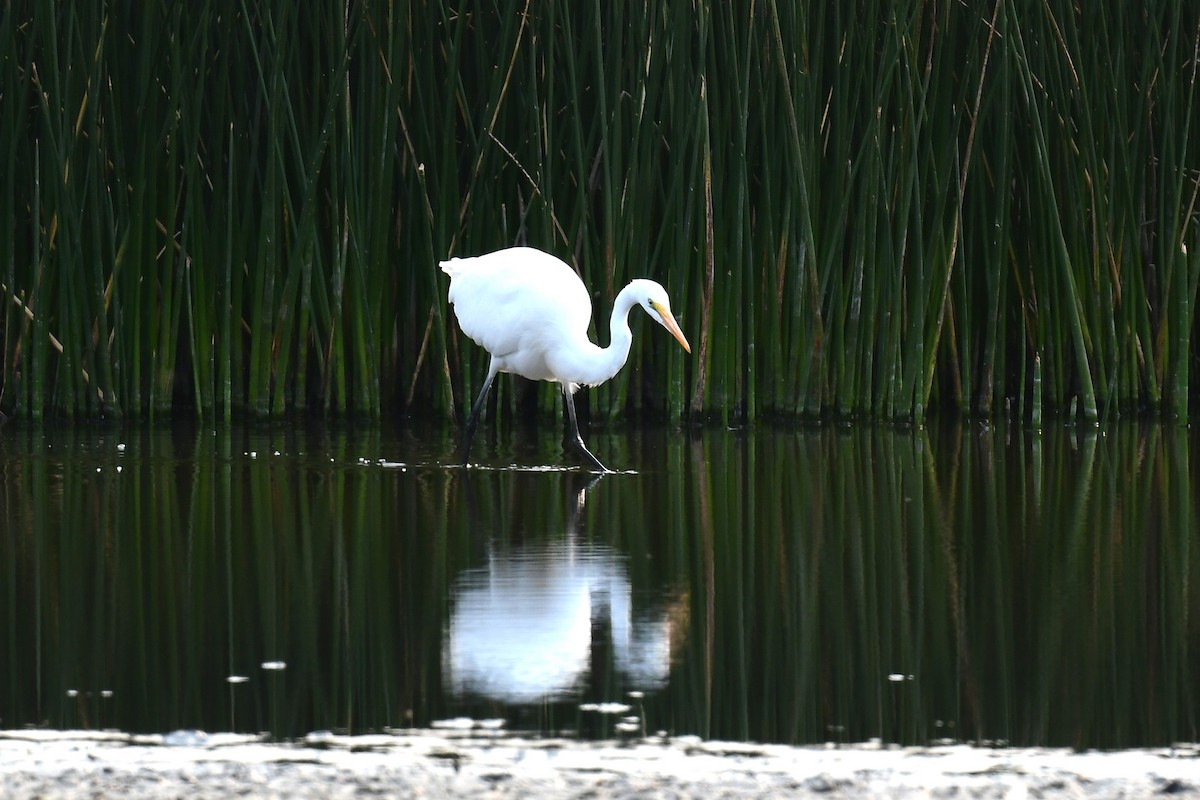 Great Egret - ML623689610