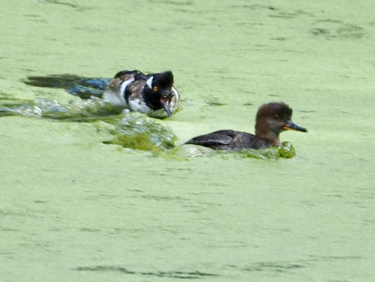 Hooded Merganser - ML623689625