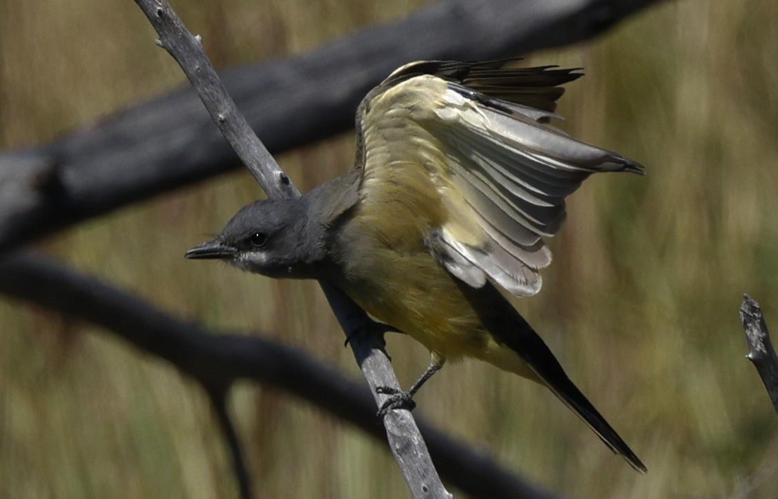 Cassin's Kingbird - ML623689633