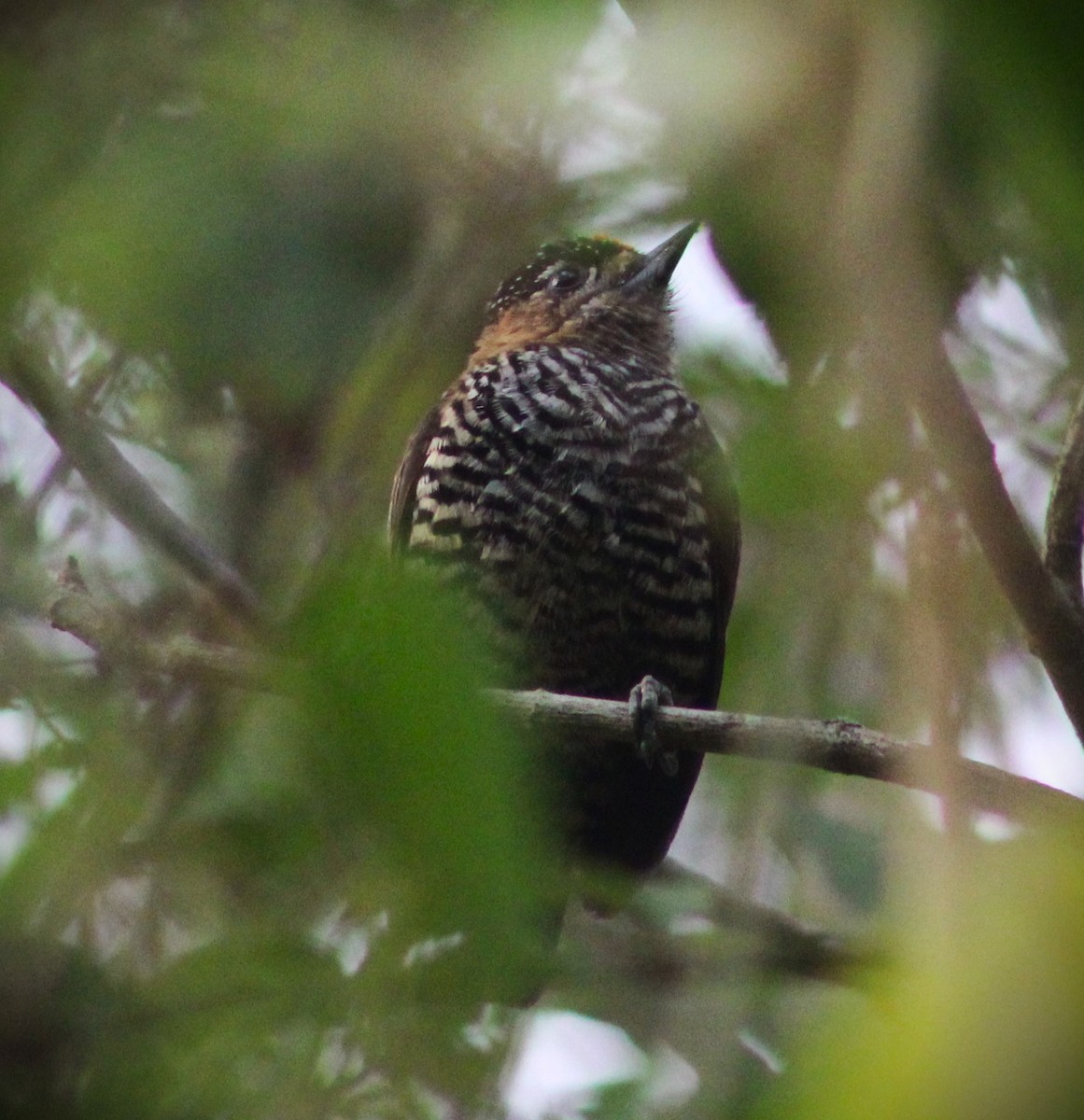 Ochre-collared Piculet - ML623689636