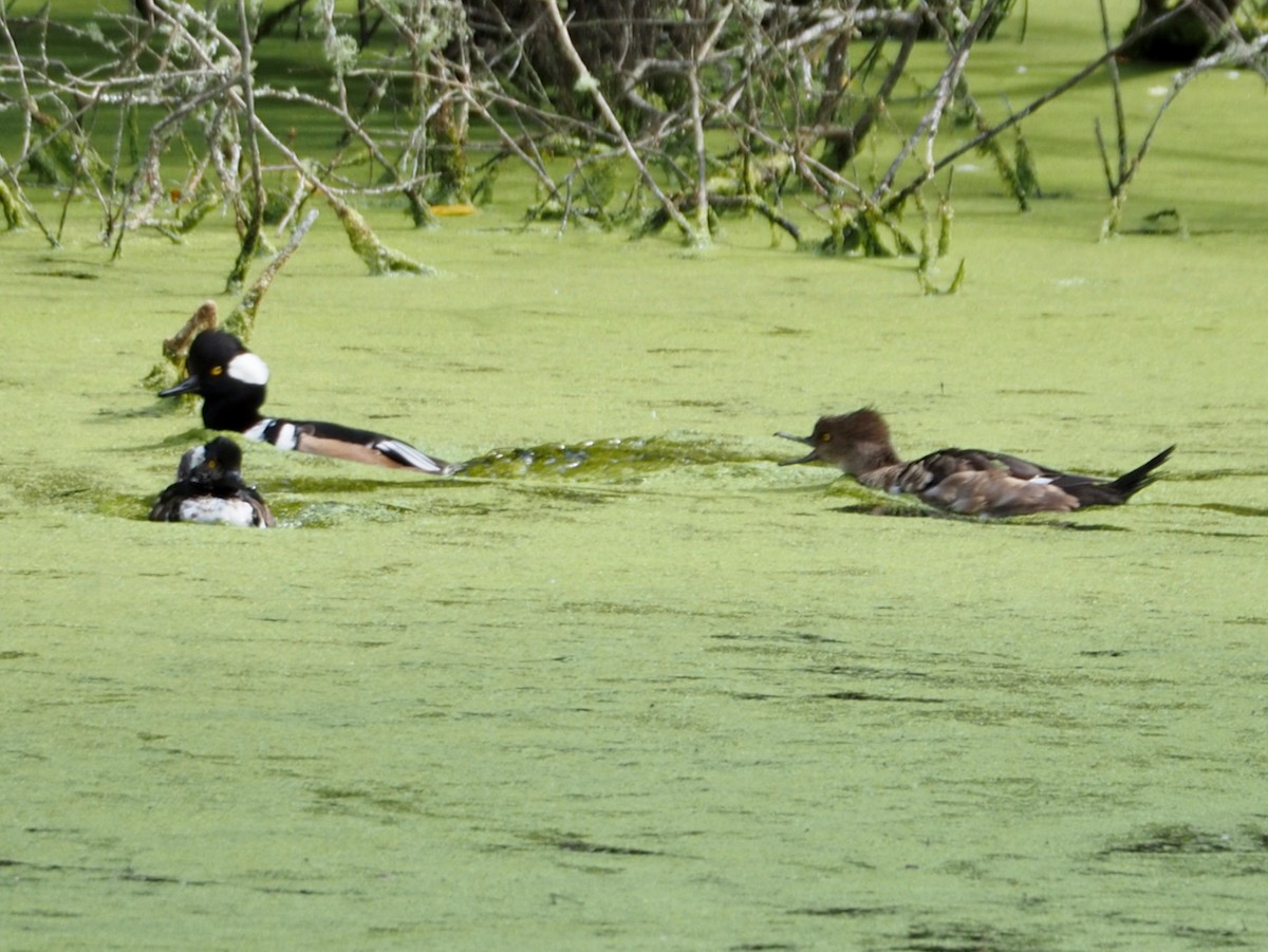 Hooded Merganser - ML623689641