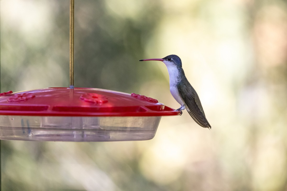 Violet-crowned Hummingbird - ML623689654