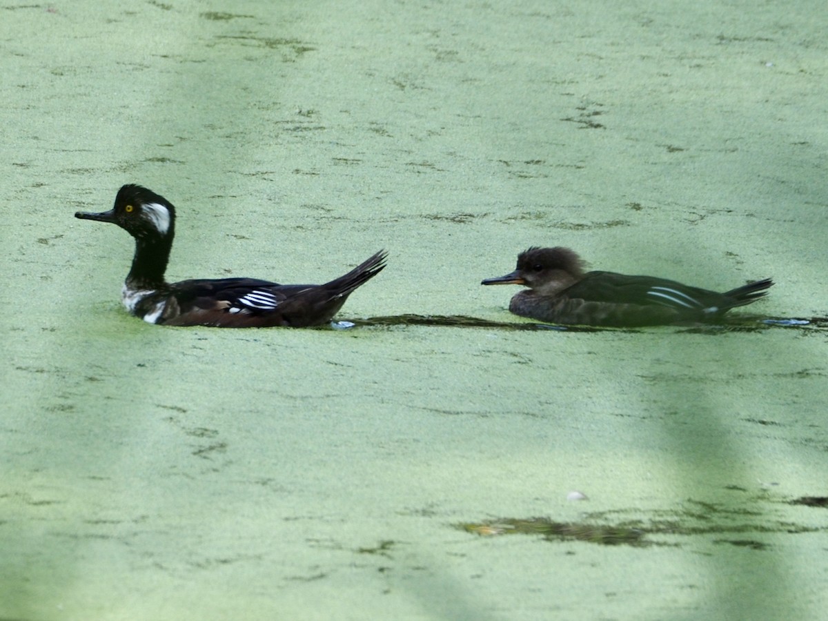 Hooded Merganser - ML623689670