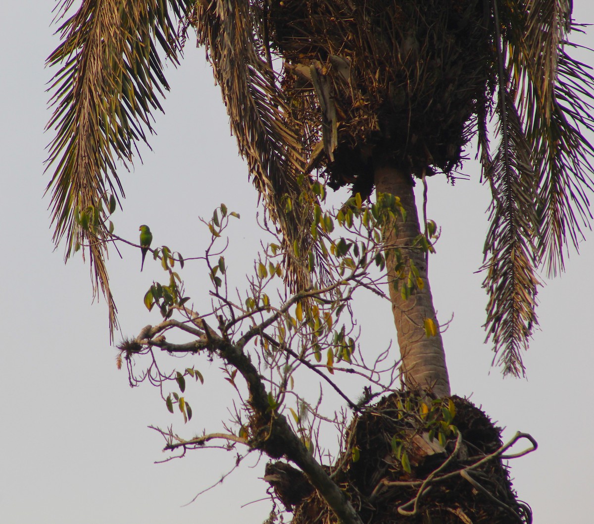 Plain Parakeet - ML623689674