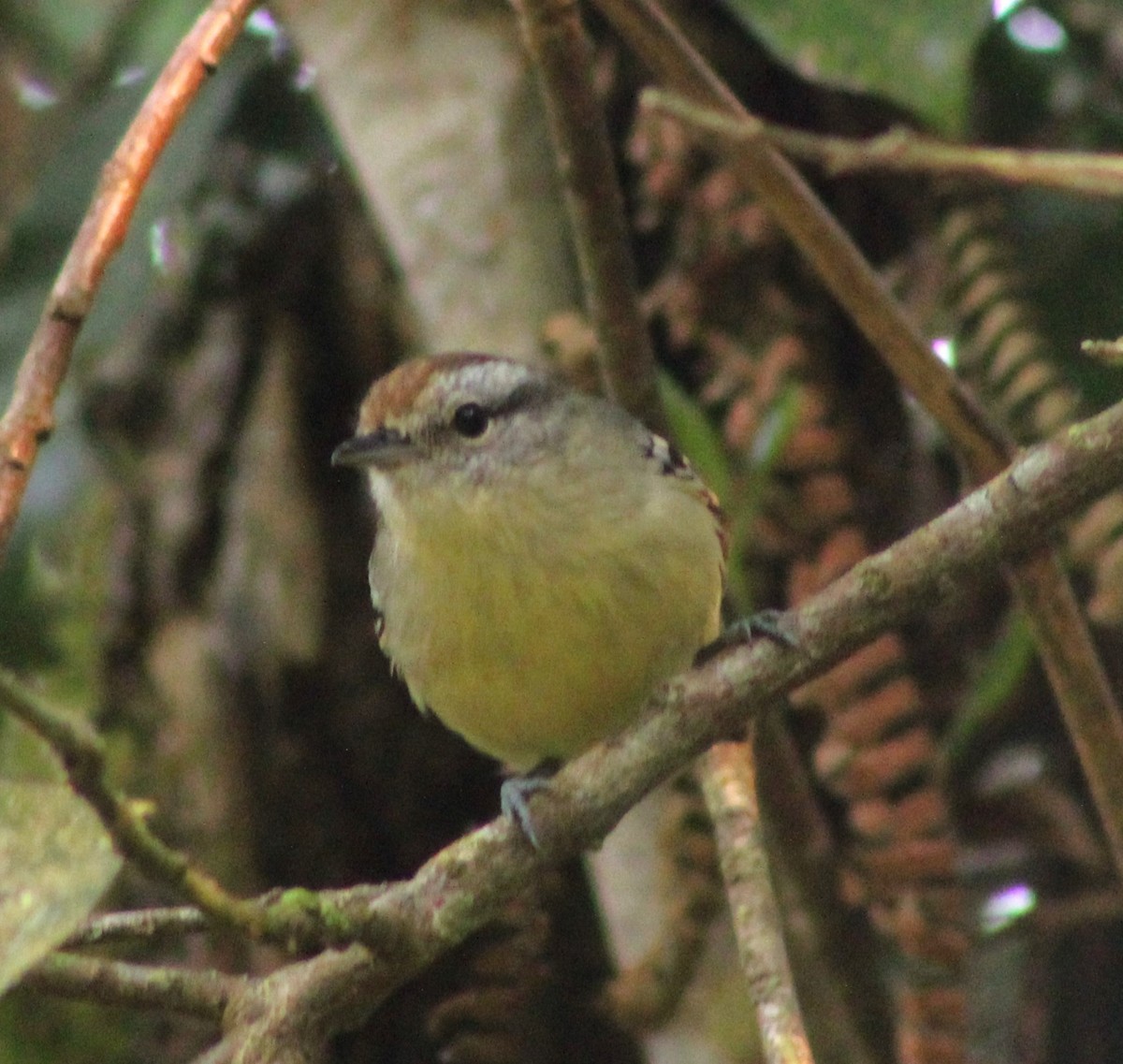 Rufous-margined Antwren - Pedro Behne