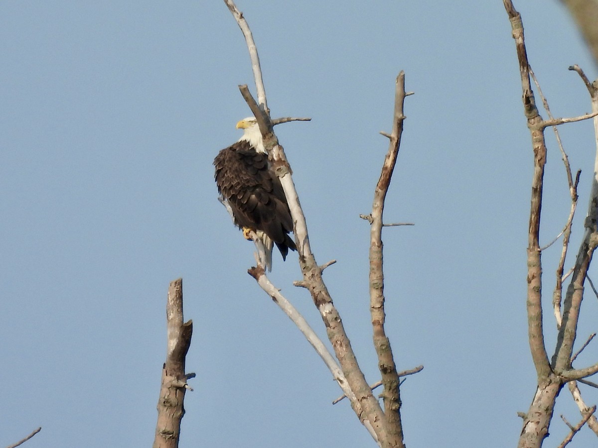 Bald Eagle - ML623689719