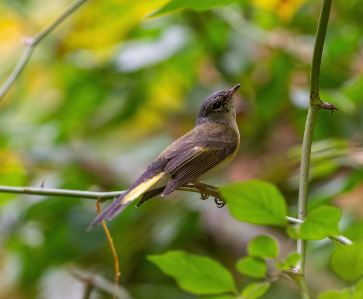 American Redstart - Eric Bodker