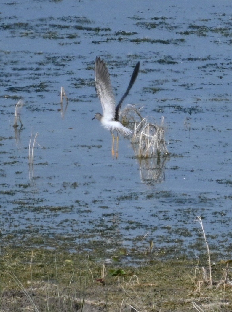 Greater Yellowlegs - ML623689802