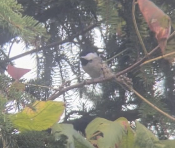 Carolina Chickadee - ML623689819