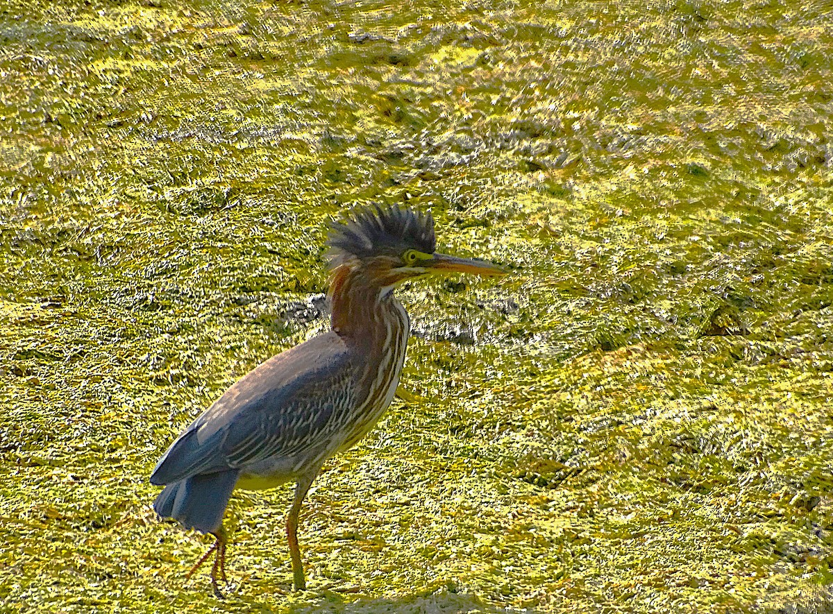 Héron vert - ML623689833