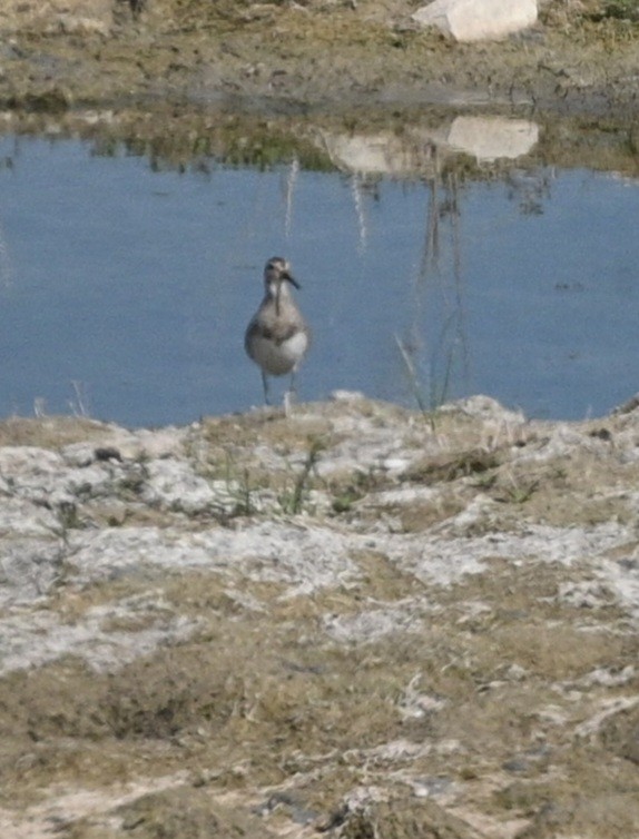 Pectoral Sandpiper - ML623689843