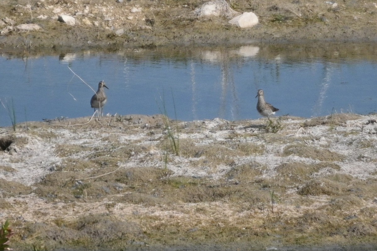 Pectoral Sandpiper - ML623689844