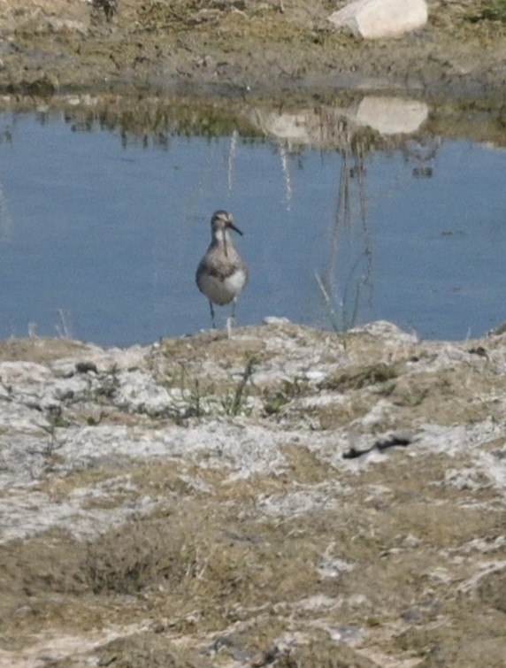 Pectoral Sandpiper - ML623689845