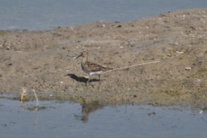 Pectoral Sandpiper - ML623689846