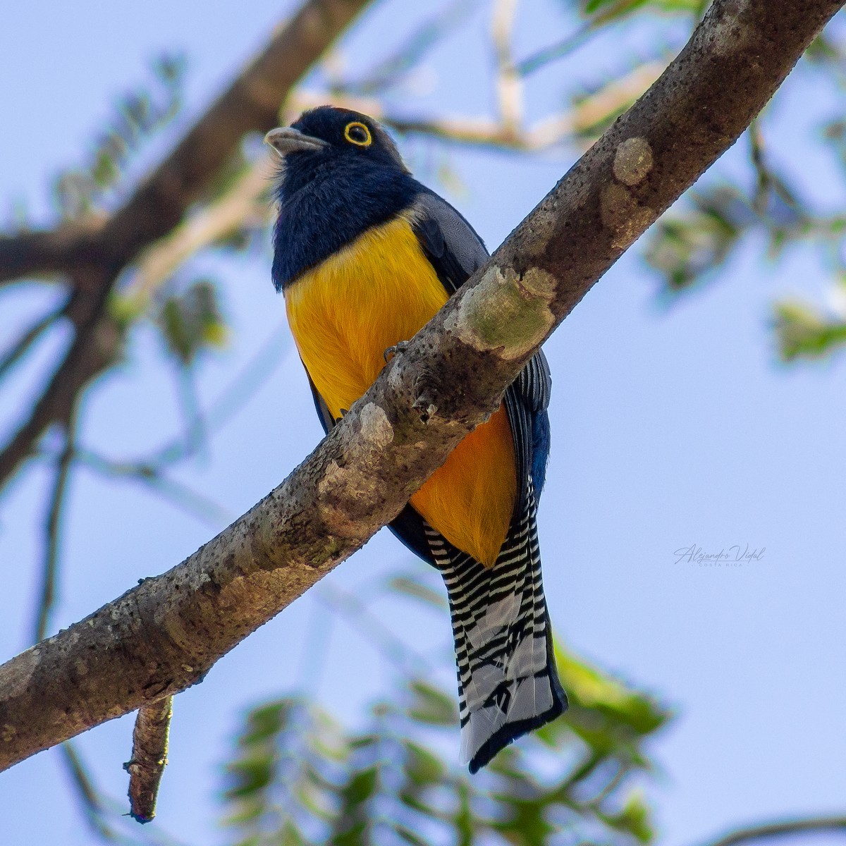 trogon podvazkový - ML623689851