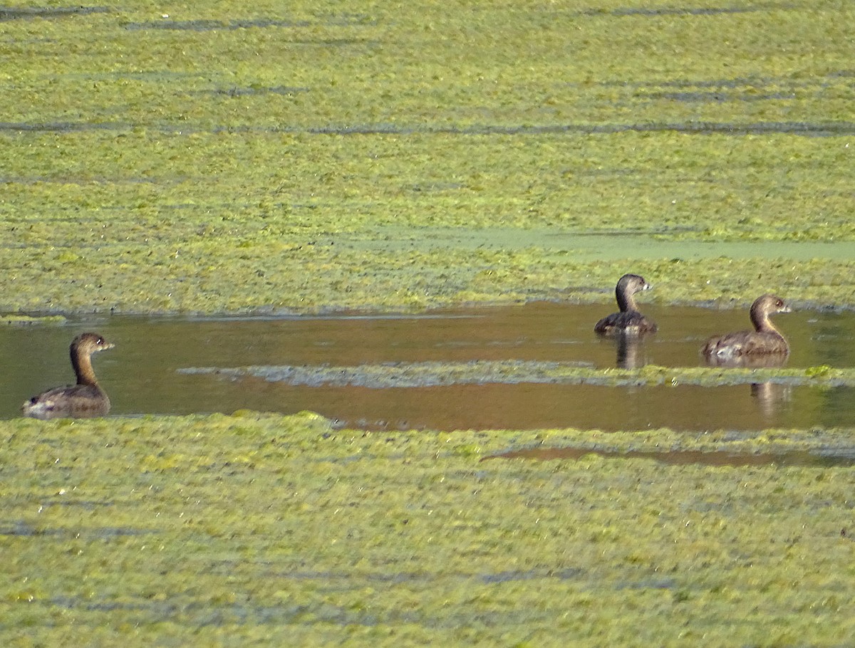 Pied-billed Grebe - ML623689860