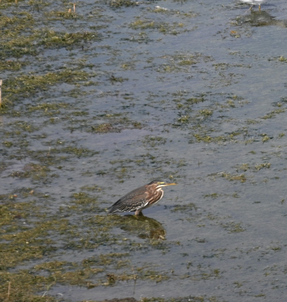 Green Heron - ML623689862