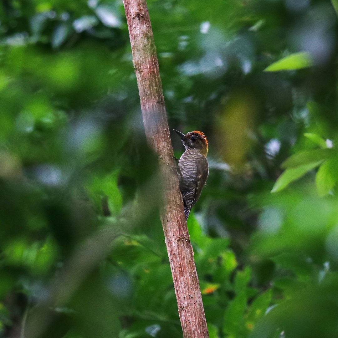 Yellow-eared Woodpecker - Marco Costa