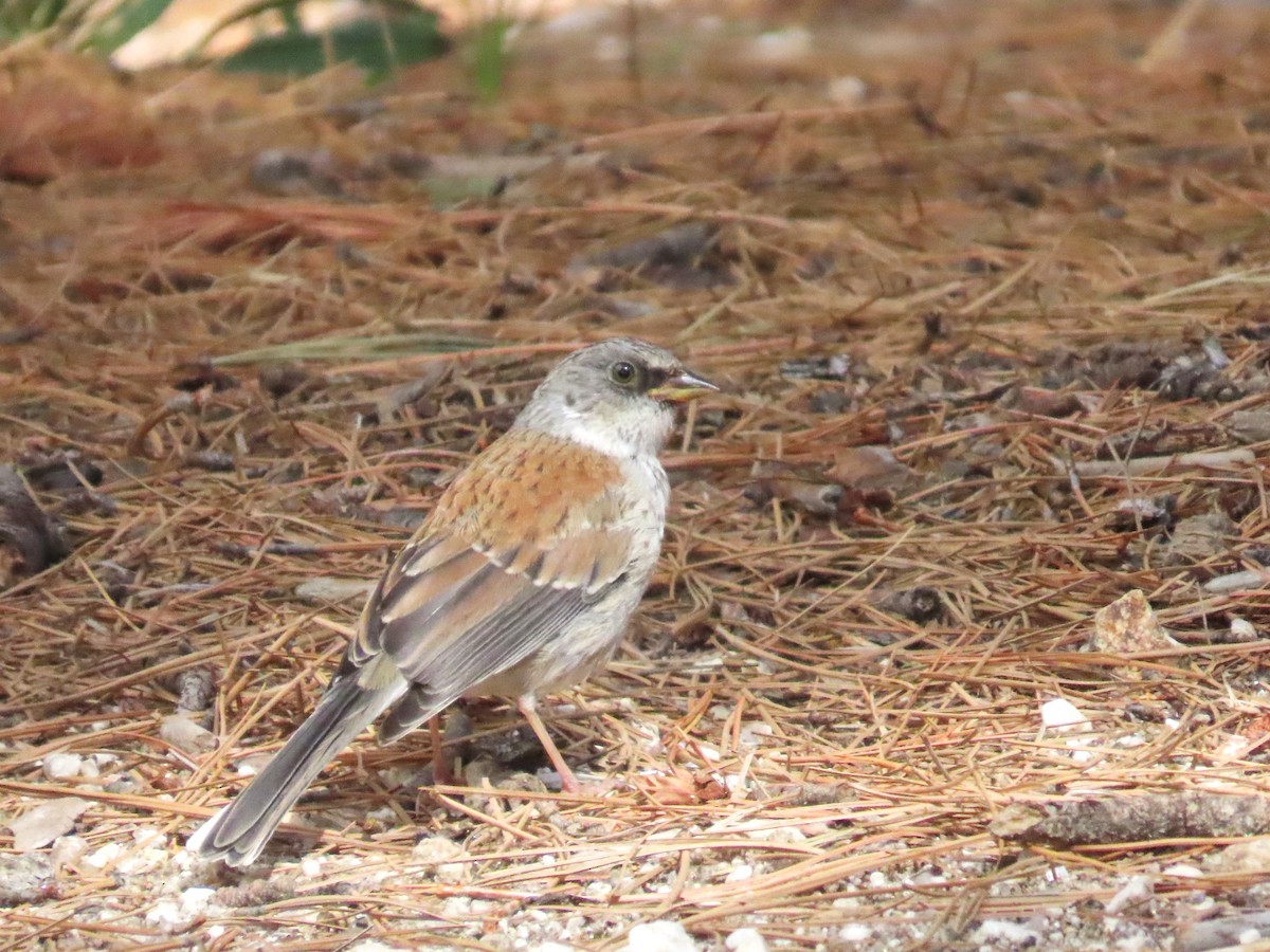 Yellow-eyed Junco - ML623689945