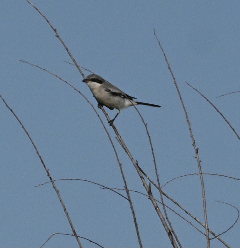 Loggerhead Shrike - ML623689975