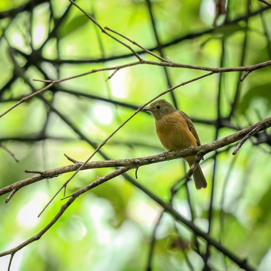 Ochre-bellied Flycatcher - ML623689984