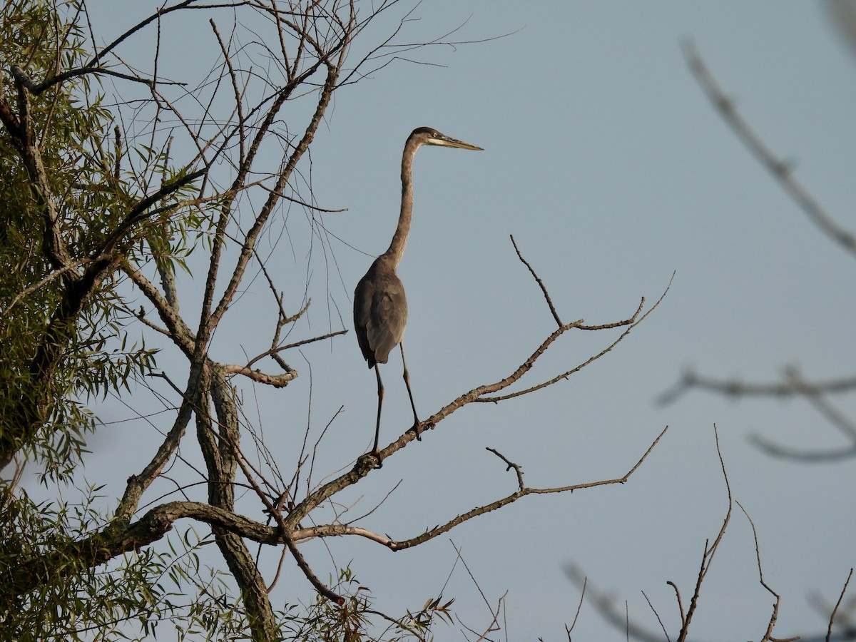 Great Blue Heron - ML623689988