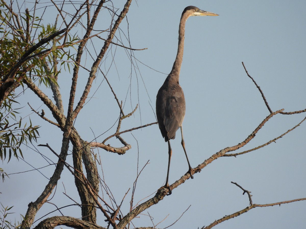 Great Blue Heron - ML623689989