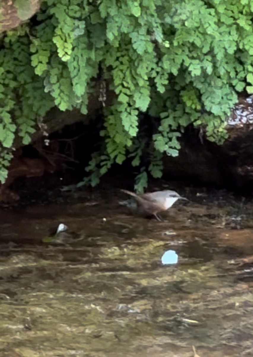 Canyon Wren - ML623690009