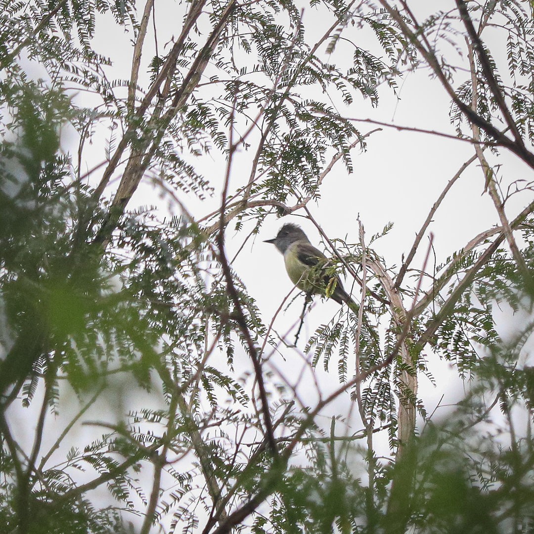 Dusky-capped Flycatcher - ML623690022