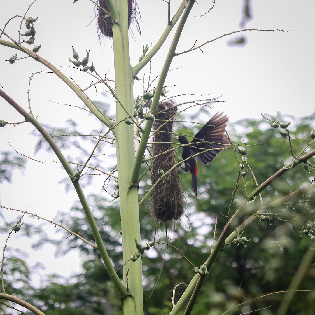 Red-rumped Cacique - ML623690035