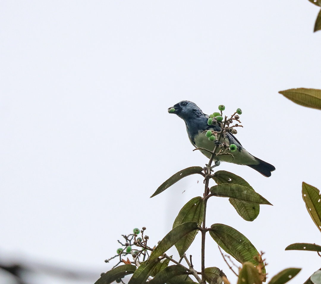 White-bellied Tanager - ML623690048