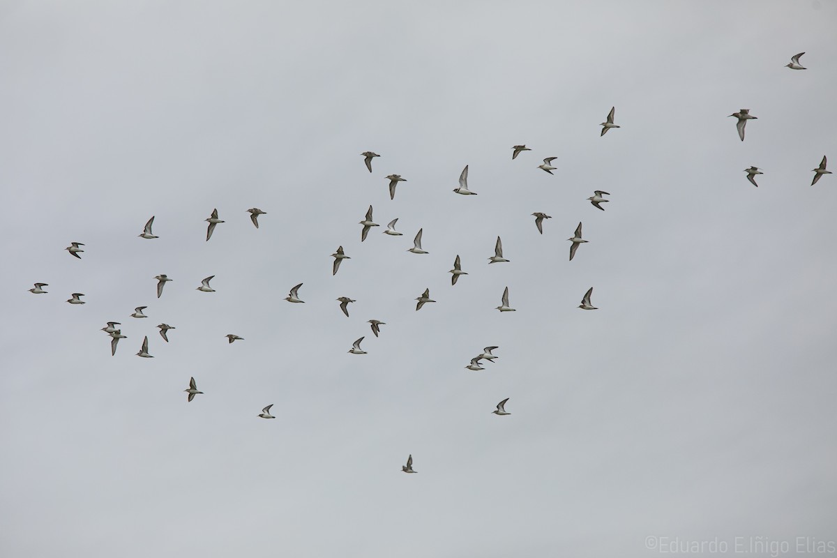 Semipalmated Sandpiper - ML623690062