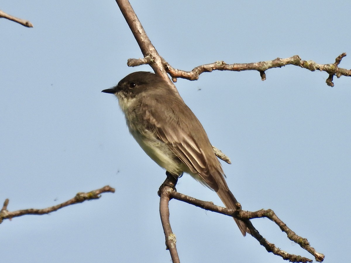 Eastern Phoebe - ML623690074