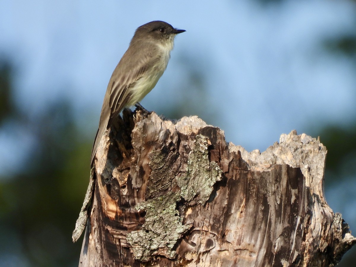 Eastern Phoebe - ML623690078