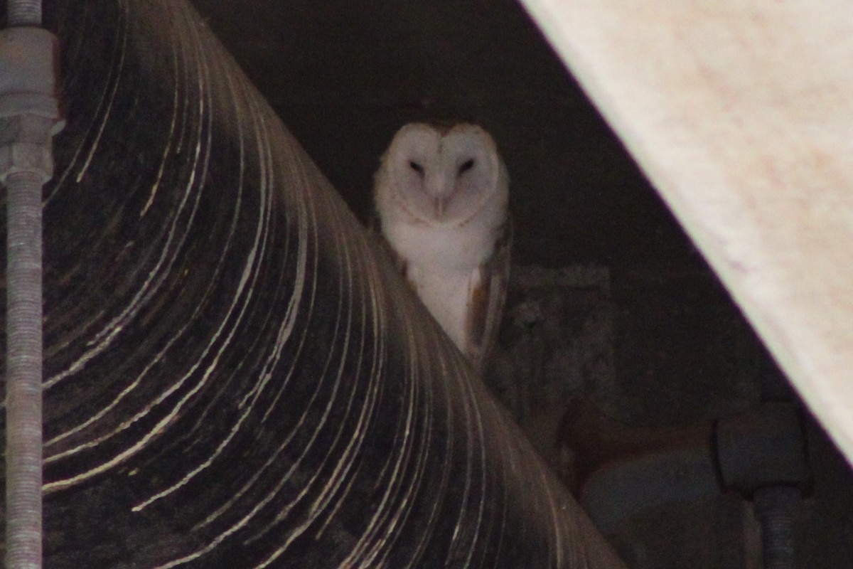 Barn Owl (American) - Tommy DeBardeleben