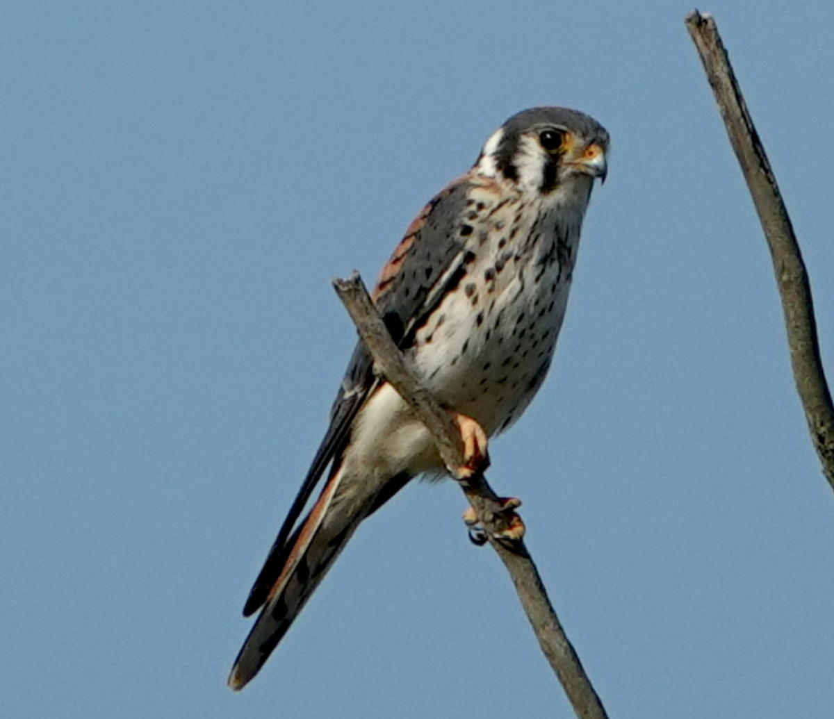 Buntfalke - ML623690089